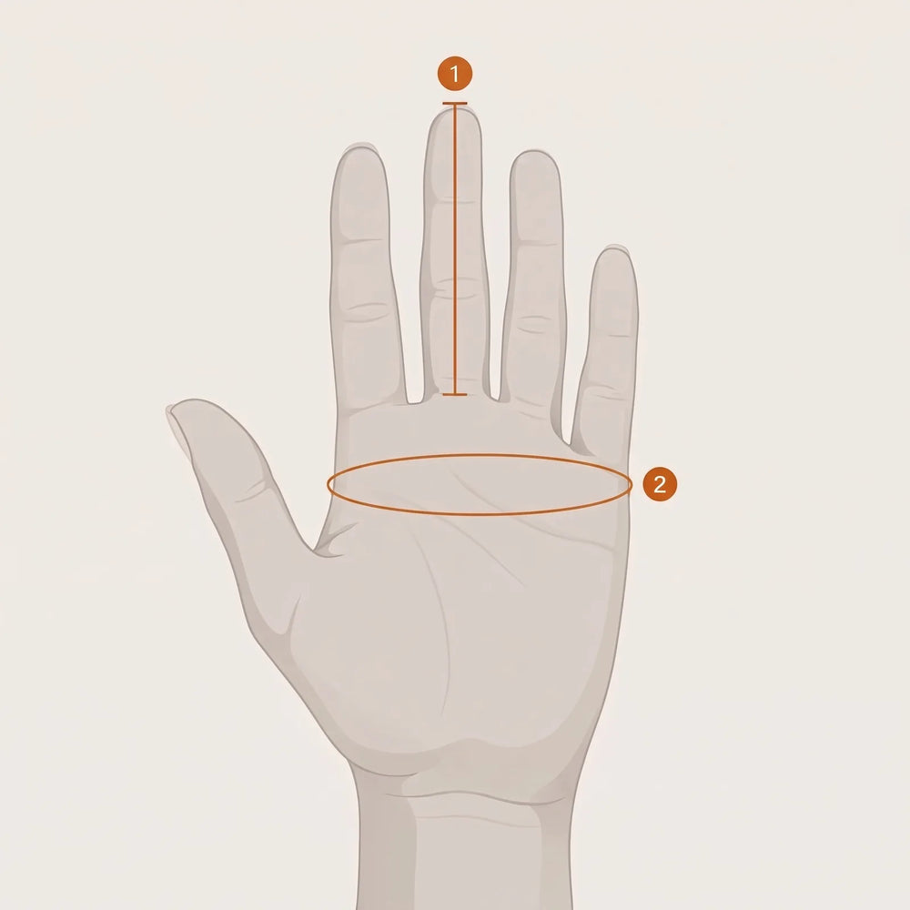 Hand with two measurements: 1 middle finger length, 2 palm circumference